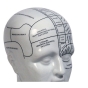 MG020 Phrenology Head  - Phrenologischer Kopf