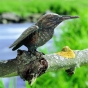 Bronzeskulptur "Eisvogel" Rottenecker