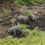 Bronzeskulptur "Wildschwein Frischling Ferkel - links schauend" 