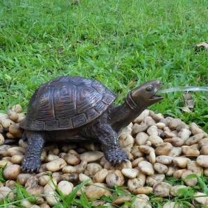 Bronzeskulptur Kleine Schildkröte mit brauner Patina als Wasserspeier 