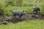 Bronzeskulptur "Wildschwein Frischling Ferkel - links schauend" 